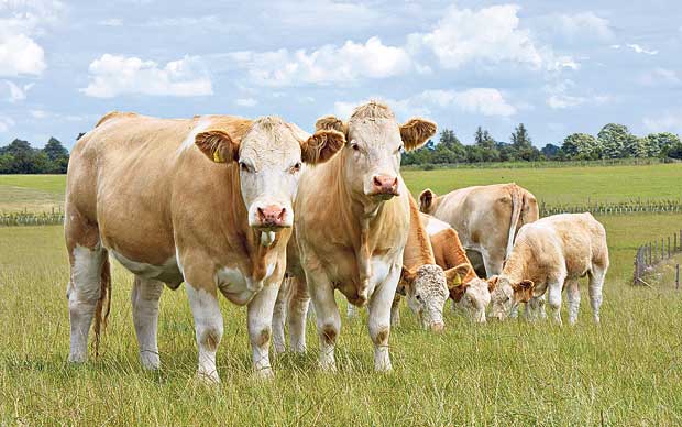 CETA : La filière bovine dénonce une « menace »