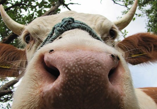 Agreste : la statistique agricole Edition 31/01/2018 PAYS DE LOIRE